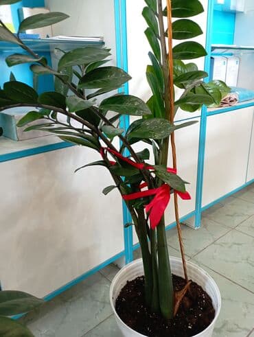 📣📣 Внимание, РАСПРОДАЖА!!!!Замиокулькас (Zamioculcas zamiifolia) в