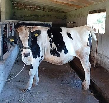 продажа собак бишкек: Продаю | Корова (самка) | Голштин — 3