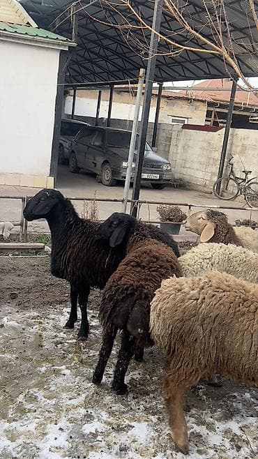 рамановский овцы: Продаю | Баран (самец) | Для разведения | Ярка — 10