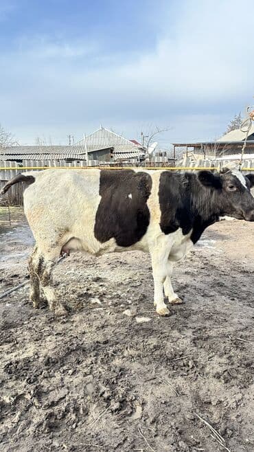 Услуги ветеринара: Продаю | Корова (самка) | Симментальская | Для разведения | Не стельные — 2