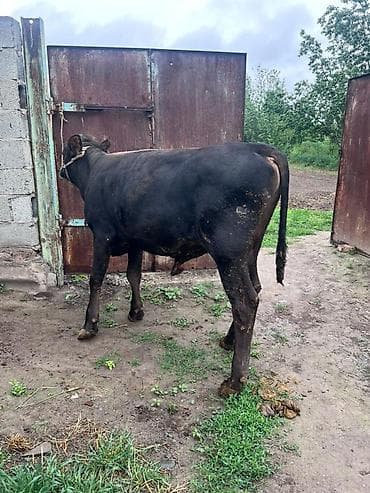 конный завод продажа лошадей: Продаю | Бык (самец) | На откорм | Привязанные — 10