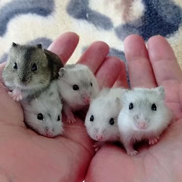 Птицы: Продаются хомячки джунгарские, сирийские, ангорские пушистые хомячки — 4