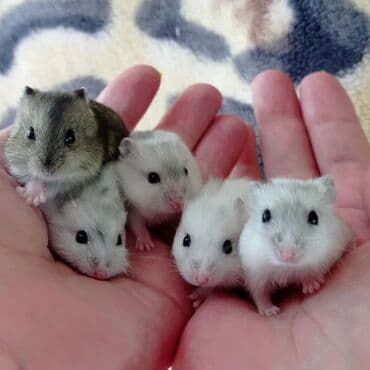 Крысы: Продаются хомячки джунгарские, сирийские, ангорские пушистые хомячки — 9
