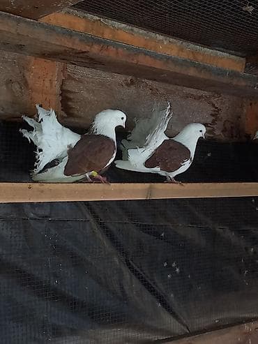 Айыл-чарба жаныбарлары: Продаю голубей павлены краснобокие Пара 7000 сом декоративных — 4