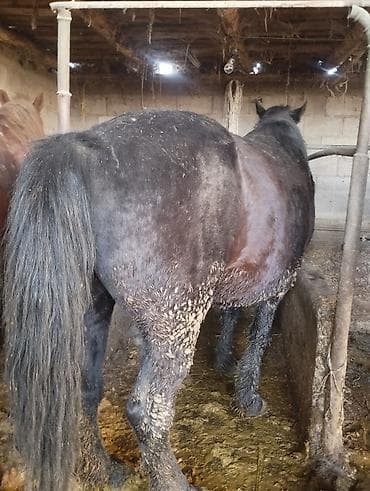 быки сементал: Продаю | Жеребец | На забой — 6