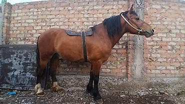 прокат лошади: Продаю | Конь (самец) | Рабочий — 3