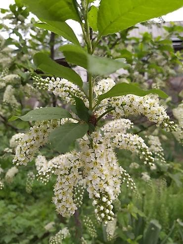 фрукт: Черемуха саженцы однолетка . Цена окончательная . Нижняя Алаарча. - — 4