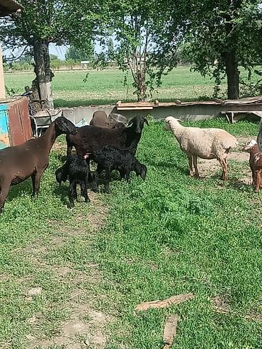 овчарку купить: Продаю | Овца (самка) | Эдильбаевская | Для разведения | Матка — 4