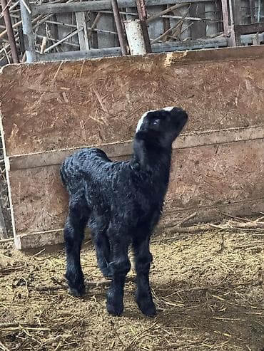 Кошки: Продаю | Овца (самка) | Романовская | Для разведения | Матка — 5