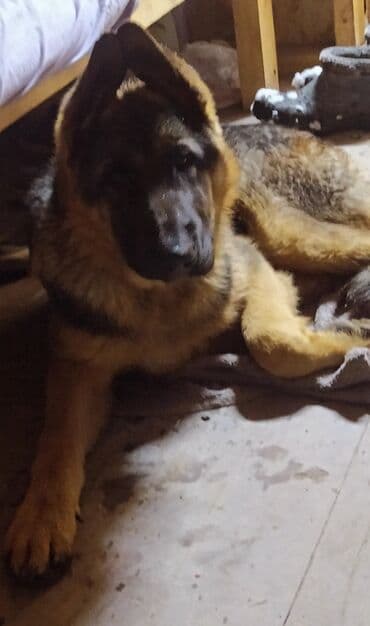 Немецкая овчарка, 5 месяцев, Самец, С прививкой