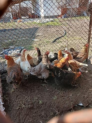 грызуны домашние: Продаю | Куры | Домашняя | Несушки — 1