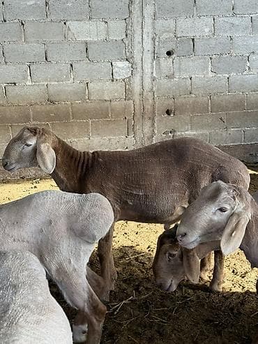 японская собака акита: Продаю | Баран (самец) | На забой — 5