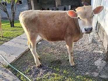 тай самка: Продаю | Музоо, торпок | На откорм — 1