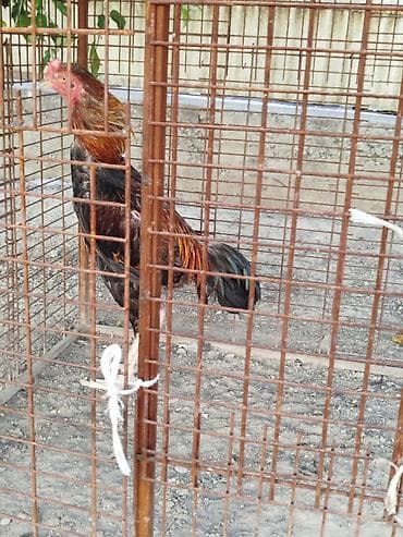 Дакан короз сатылат урука бир козу кор активный алмашу жолдору бар