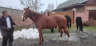 Продаю | Кобыла (самка) | Для разведения | Племенные at lalafo.kg Продаю | Кобыла (самка) | Для разведения | Племенные