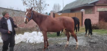 где купить кошку в бишкеке: Продаю | Кобыла (самка) | Для разведения | Племенные — 1