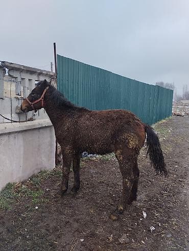 Ветеринар кызматы: Сатам | Бээ (ургаачы) | Жумушка | Асыл тукумдуу — 2