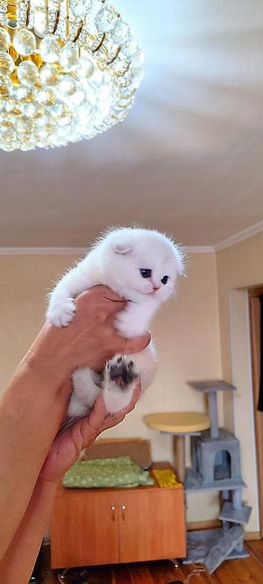 сколько стоит шотландский вислоухий котенок: С документами. Чистокровный Шотландский вислоухий котёнок, (мальчик) — 2