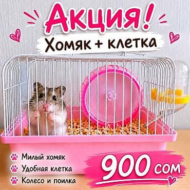 Грызуны: 🐹 ХОМЯК + КЛЕТКА ВСЕГО ЗА 1100 СОМ! 🔥 Нереально низкая цена — всё — 1