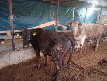 Линолеум: Продаю | Бык (самец) | На откорм | Привязанные — 9