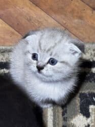 ошейник для кошек: НА БРОНЬ ! Шотландские вислоухие котята 🐱 Мальчик 1,5 месяца — 2