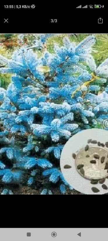 промышленные швейные машины ош: Семена 100 грамм по 1500 с — 2