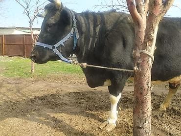 Индюки: Продаю | Корова (самка) | Для молока | Привязанные — 1