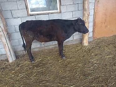 тр 16: Продаю | Бык (самец) | Абердин-ангус | Для разведения | Искусственник — 5