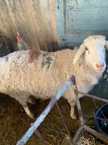 продаю дойную козу: Продаю | Овца (самка) | Для разведения — 1