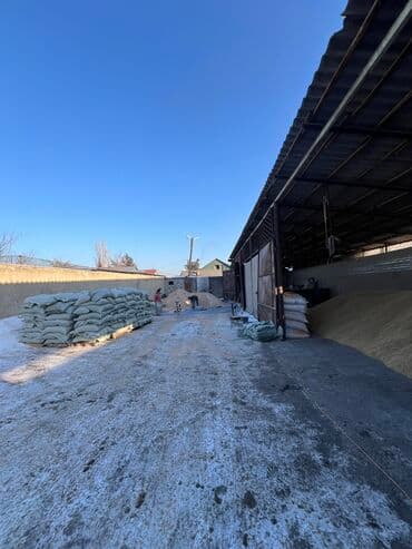 Иттер: Улпак отруби кебек — 3