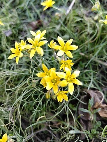 Луковичное растение с ярко-жёлтыми звездчатыми цветками - Вид