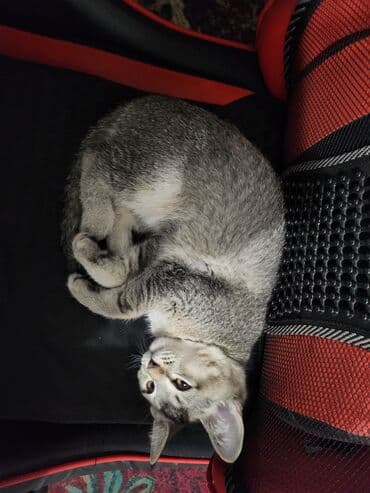 1 мальчик 2 котенка оригинал: 3 месяца, Девочка, Приучена к лотку — 4