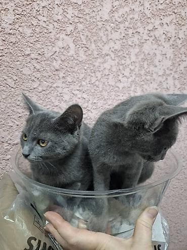 scottish fold: Котята, окрас серый/дымчатый и серый тигровый (табби). Котята — 4