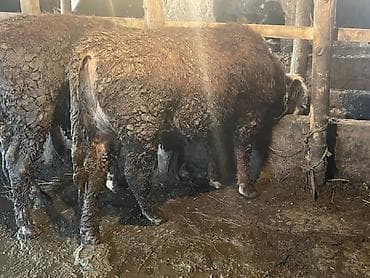 продам щенков курцхаара: Продаю | Бык (самец) | Герефорд — 2