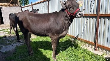 матки пчел: Продаю | Тёлка | На откорм | Отела не было — 3