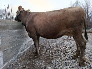 Собаки: Продаю | Корова (самка) | Швицкая | Для молока | Стельные — 4