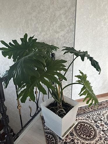сыворотка молочная: Филодендрон селло (Philodendron bipinnatifidum) в декоративном горшке — 2