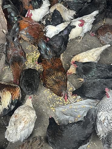 чөп сатылат: Сатам | Тооктор, Короздор | Жарым брама, Үй, Кучинская | Союуга, Көбөйтүү үчүн, Жумуртка туудуруу үчүн — 3