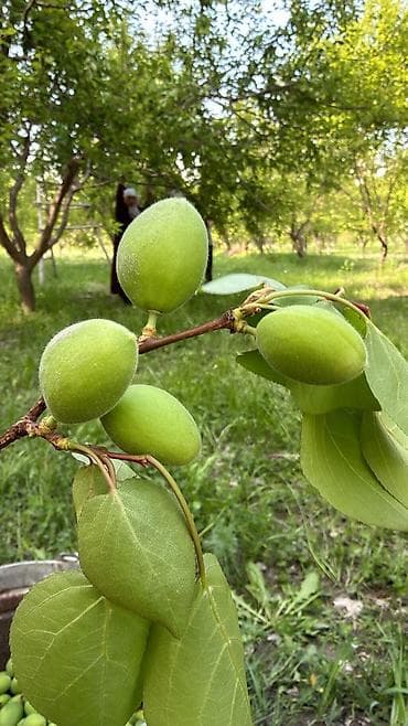 чудо фрукт: Зеленые абрикосы 🫒🤤 баткен кок оруктору (королор) свежие натуральные — 3