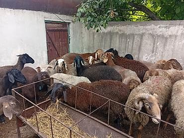 внешние фильтры для аквариума: Продаю | Ягненок, Баран (самец), Овца (самка) | Арашан, Полукровка, Меринос | На забой | Матка, Кастрированные, Осеменитель — 2