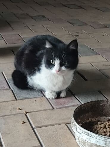 коты токмок: 6 месяцев, Мальчик, Метис — 2