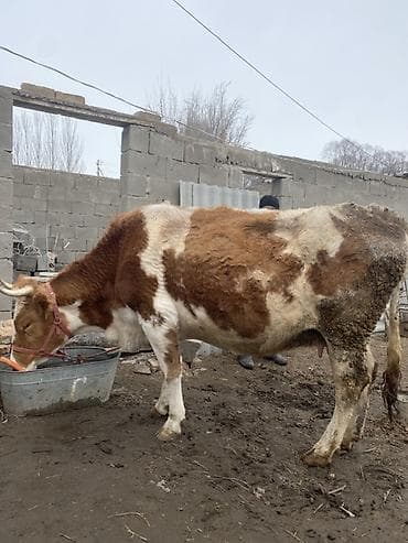 Аквариумдар: Сатам | Уй (ургаачы) | Аргын | Сүт алуу үчүн | Байланган — 4