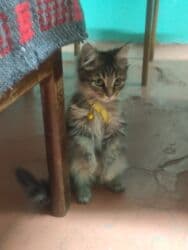 купить котенка сибирской породы: Кошка даром: Сибирская, 3 месяца, Девочка, Приучена к лотку, Проглистована — 4