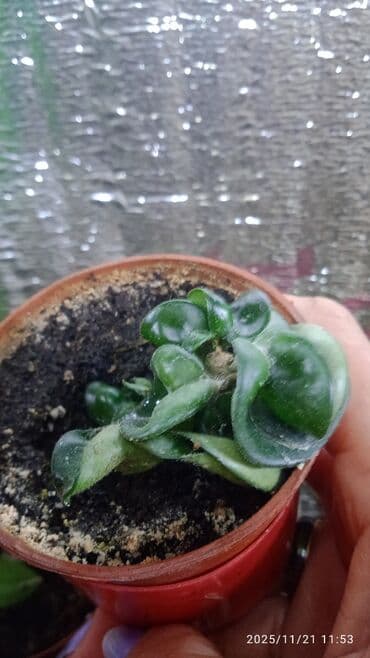 саженцы банана: Комнатные, Сингониумы, спатифиллум, Филодендрон,монстера Альба — 20