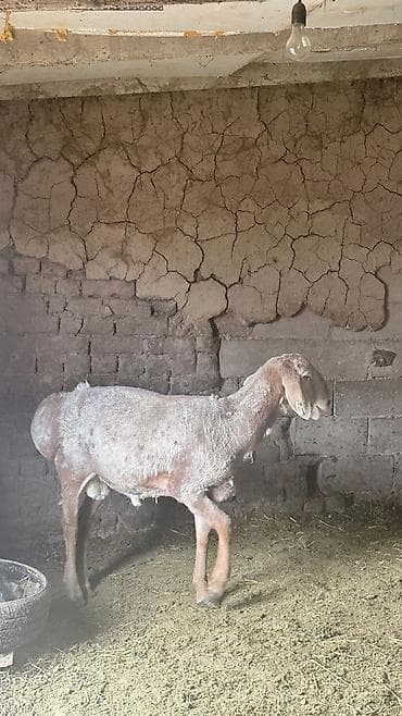 порода комару: Продаю | Овца (самка) | Для разведения | Племенные — 10