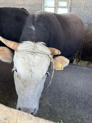 бельгийский бык цена: Продаю | Бык (самец) | На откорм, На забой | Привязанные — 8
