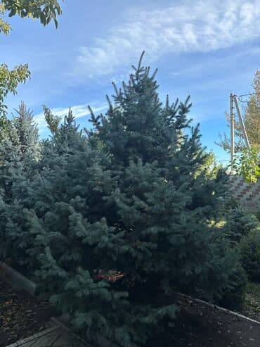 мишура цена бишкек: Голубые ели от 2м до 4м 
Цена договорная — 1