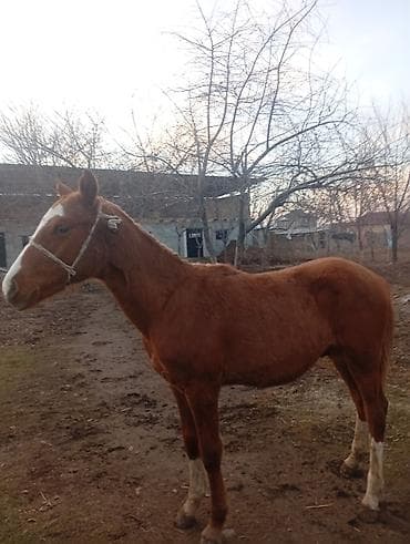 Продаю | Жеребенок | Дончак | Рабочий