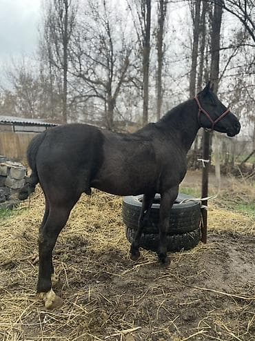 голубая рыбка: Продаю | Конь (самец), Жеребец | Рабочий | Мерин — 4