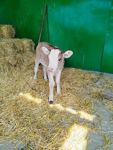 откорм база: Продаю | Бык (самец) | Для разведения | Искусственник — 9